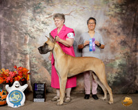 Great Dane #21 Sun WD Maj
