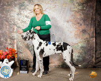 Great Dane #9 Sun 6to9 1st