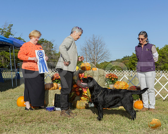 Labrador Retriever #64 Sun BOW __JJ_7693-Austin2019-HR3