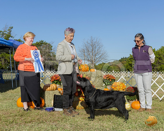 Labrador Retriever #64 Sun BOW __JJ_7695-Austin2019-HR3