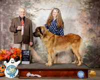 Leonberger #16 Sun BOB Judge Robert Shreve