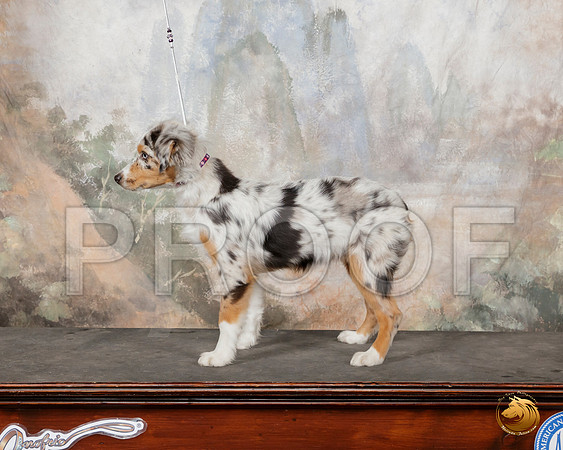 Miniature American Shepherd Sun Custom__SR_1737-Austin2019-HR3