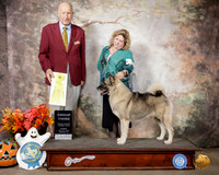 Norwegian Elkhound #5 Sun G3 Judge Sonny Ambrosio