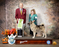Norwegian Elkhound #5 Sun OHRBIS Judge Sonny Ambrosio