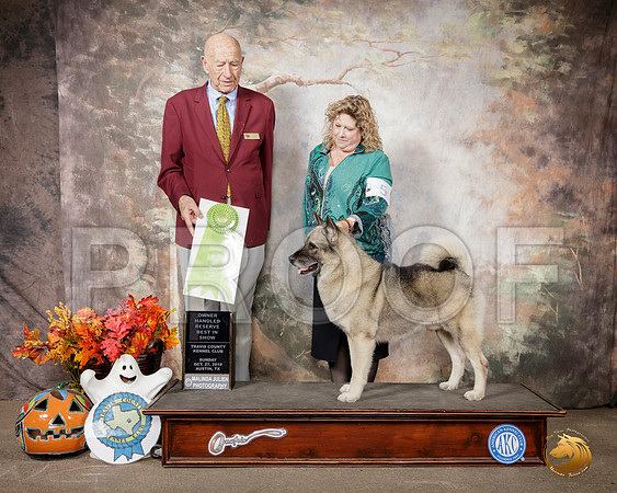Norwegian Elkhound #5 Sun OHRBIS Judge Sonny Ambrosio__SR_2044-Austin2019-HR3
