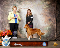 Nova Scotia Duck Tolling Retriever #12 Sun BOB Ch Judge Cindy Lane