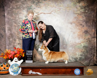 Pembroke Welsh Corgi #11 Sun SD Judge Sally Wynn