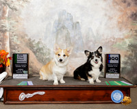 Pembroke Welsh Corgis #R12 Sun