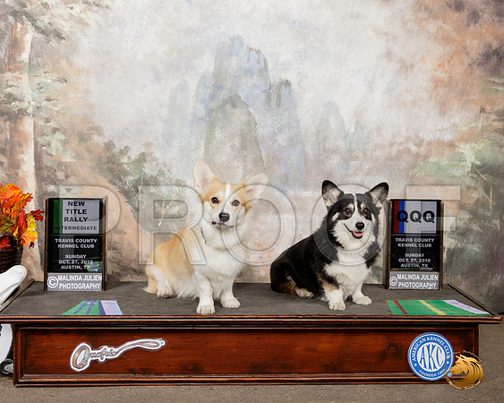 Pembroke Welsh Corgis #R12 Sun__SR_1924-Austin2019-HR3