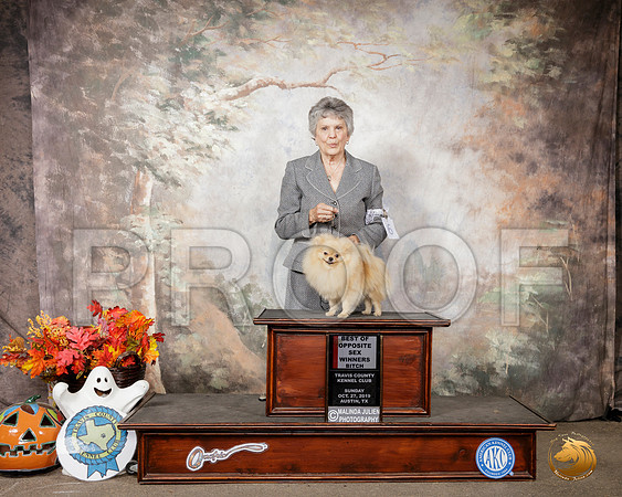 Pomeranian #6 Sun BOS__SR_1908-Austin2019-HR3