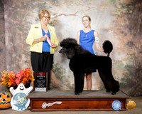 Poodle Std #9 Sun BOS Judge Cindy Lane