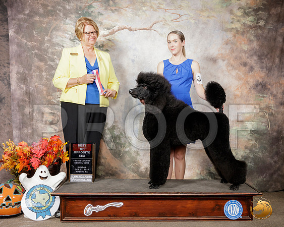Poodle Std #9 Sun BOS Judge Cindy Lane__SR_1985-Austin2019-HR3