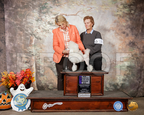 Poodle Toy #17 Sun WD Maj NCh__SR_1975-Austin2019-HR3