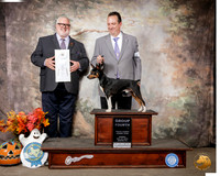 Rat Terrier #5 Sun G4 Judge David Kirkland