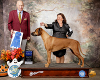 Rhodesian Ridgeback #5 Sun G1 Judge Sonny Ambrosio