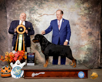 Rottweiler #5 Sun BIS Judge Hal Biermann