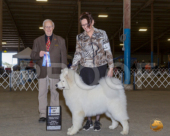 Samoyed #9 Sun BOW Judge Sam Houston McDonald__JJ_7714-Austin2019-HR3
