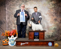 Sealyham Terrier #6 Sun G1 Judge David Kirkland