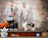 Shetland Sheepdog #18 Sun BOB Judge Sam Houston McDonald