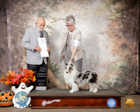 Shetland Sheepdog #18 Sun G4 Judge Sam Houston McDonald