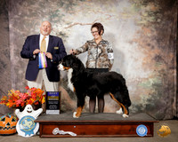 Swiss Mountain Dog #5 Sat BOB Judge Hal Biermann