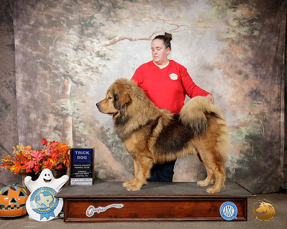 Tibetan Mastiff #5 Sun Trick__SR_1886-Austin2019-HR3