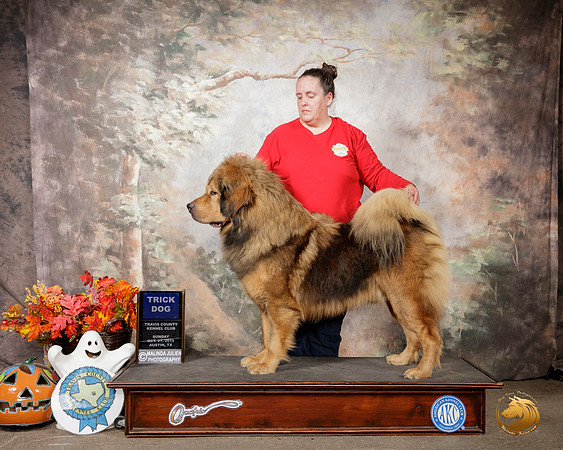 Tibetan Mastiff #5 Sun Trick__SR_1887-Austin2019-HR3