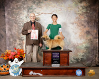 Tibetan Spaniel #J501 Sun RBJr Judge Robert Shreve