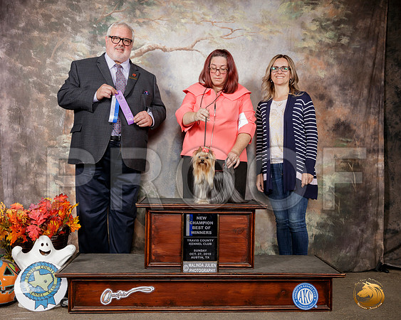 Yorkshire Terrier #5 Sun BOW Ch Judge David Kirkland__SR_2004-Austin2019-HR3