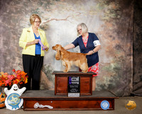 English Cocker Spaniel #12 Sun WB Maj Judge Cindy Lane