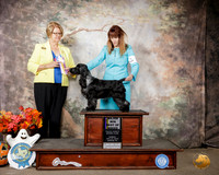 English Cocker Spaniel #5 Sun BOB Maj Judge Cindy Lane