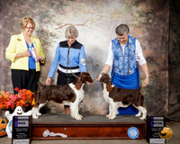 English Setter #5 #8 Sun WD WB Judge Cindy Lane