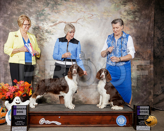 English Setter #5 #8 Sun WD WB Judge Cindy Lane__SR_1804-Austin2019-HR3