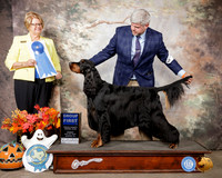 Gordon Setter #7 Sun G1 Judge Cindy Lane