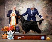 Gordon Setter #7 Sun RBIS Judge Hal Biermann