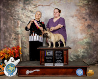 French Bulldog #? Sat BOB Judge Erika Moreau