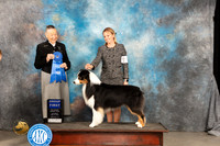 Australian Shepherd #5 Sat G1 Judge Carolyn Herbel