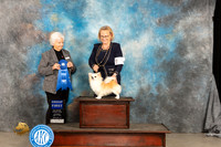 Chihuahua Long Coat #21 Sat G1 Judge Gloria Kerr