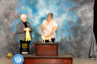 Chihuahua Smooth #8 G3 Judge Gloria Kerr