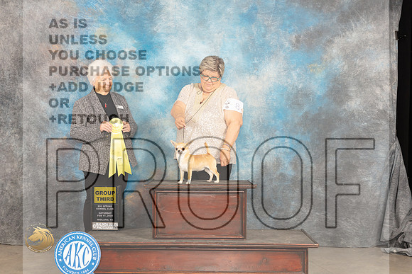 Chihuahua Smooth #8 G3 Judge Gloria Kerr_JP_1534_MIDLAND2024_HR3