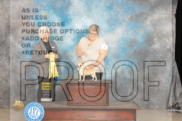 Chihuahua Smooth #8 G3 Judge Gloria Kerr_JP_1537_MIDLAND2024_HR3