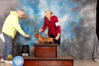 Dachshund Smooth #23 Sat VBIS Judge Judy Brown