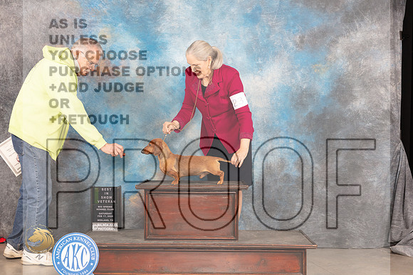 Dachshund Smooth #23 Sat VBIS Judge Judy Brown_JP_1646_MIDLAND2024_HR3