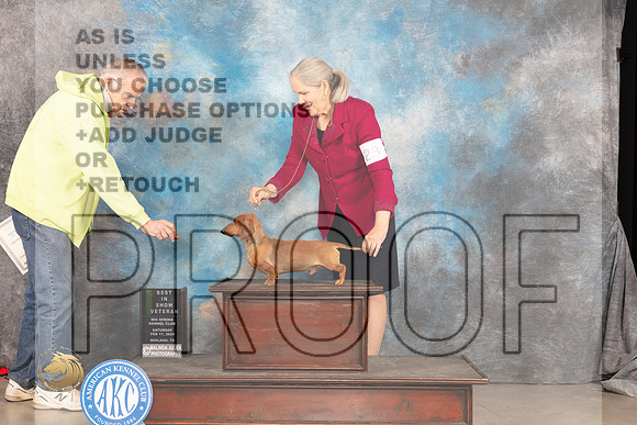 Dachshund Smooth #23 Sat VBIS Judge Judy Brown_JP_1647_MIDLAND2024_HR3