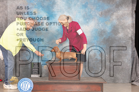 Dachshund Smooth #23 Sat VBIS Judge Judy Brown_JP_1648_MIDLAND2024_HR3