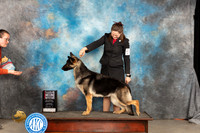 German Shepherd Dog #14 Thur WBBOS Judge Del Richards