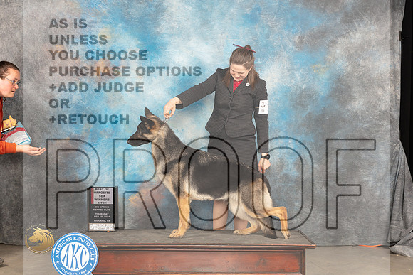 German Shepherd Dog #14 Thur WBBOS Judge Del Richards_JP_1617_MIDLAND2024_HR3