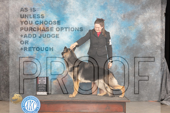 German Shepherd Dog #14 Thur WBBOS Judge Del Richards_JP_1618_MIDLAND2024_HR3