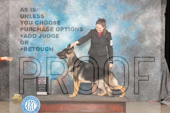 German Shepherd Dog #14 Thur WBBOS Judge Del Richards_JP_1619_MIDLAND2024_HR3