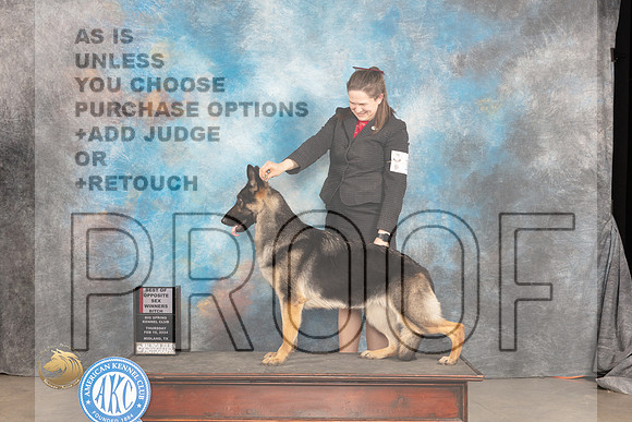 German Shepherd Dog #14 Thur WBBOS Judge Del Richards_JP_1622_MIDLAND2024_HR3